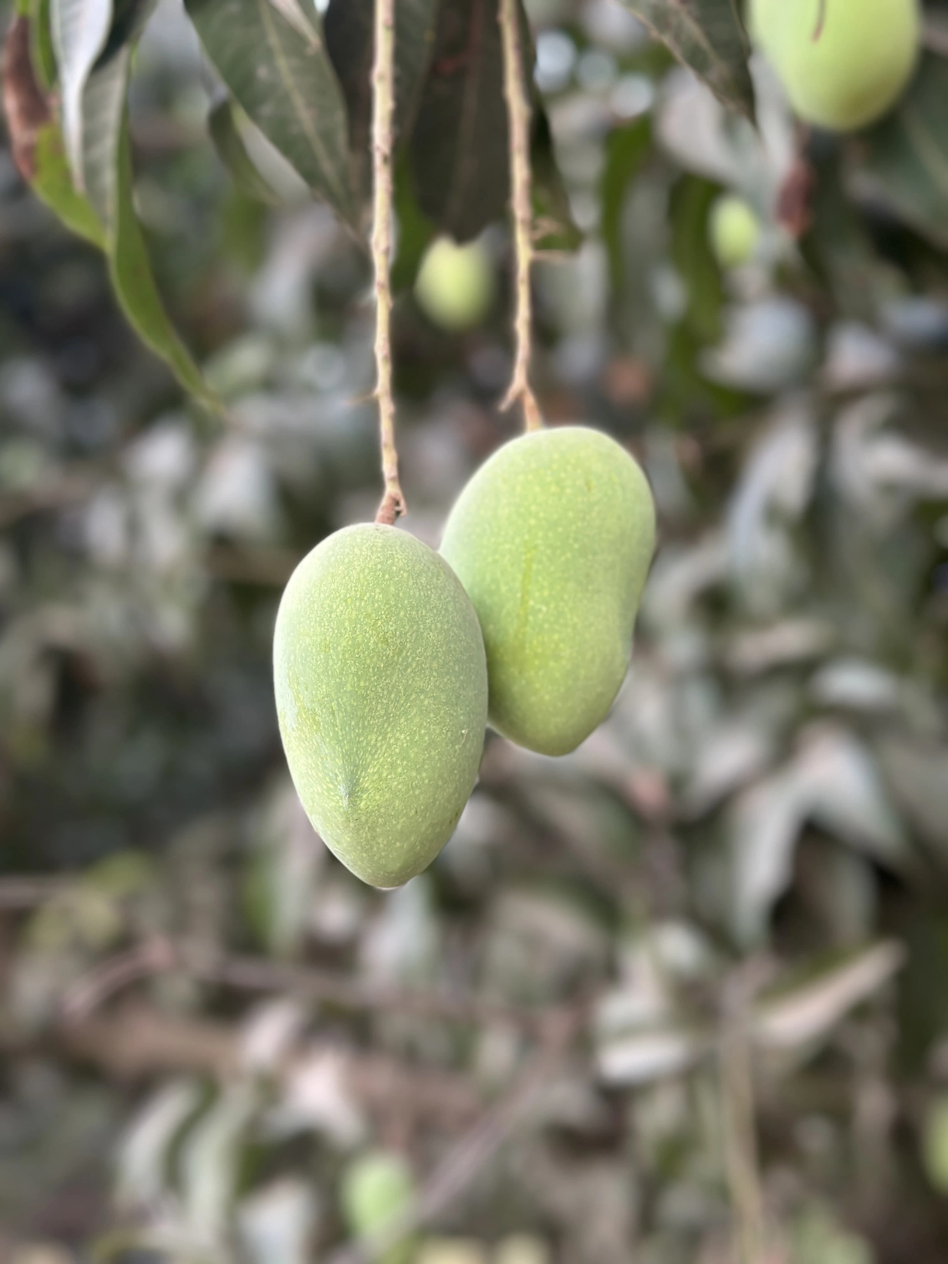 Alimango Farm Multan Orchard